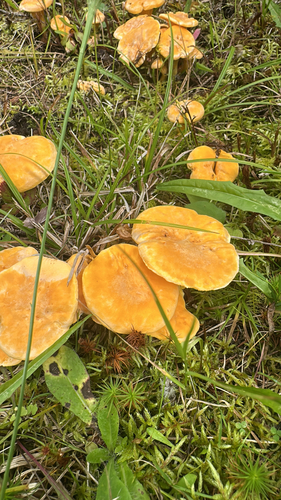 Newfoundland chanterelle