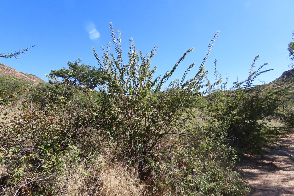 Grewia flava; photograph author not stated, no rights reserved