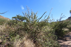 Grewia flava