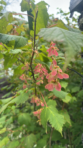 Mountain Maple