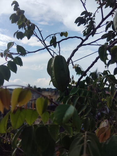 Starfruit