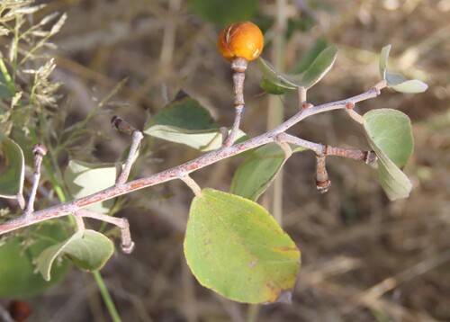 Grewia flava, photograph 3