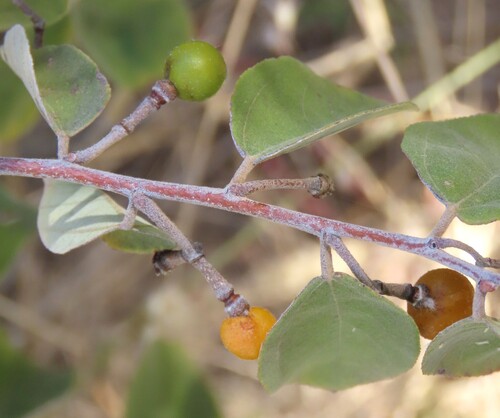 Grewia flava, photograph 2