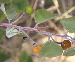 Grey-leaved raisin (Grewia cana)