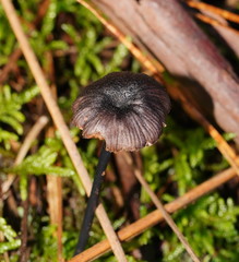 Entoloma transmutans