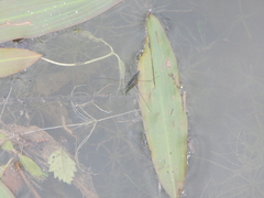 Limnoporus canaliculatus