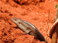 Trachylepis brevicollis