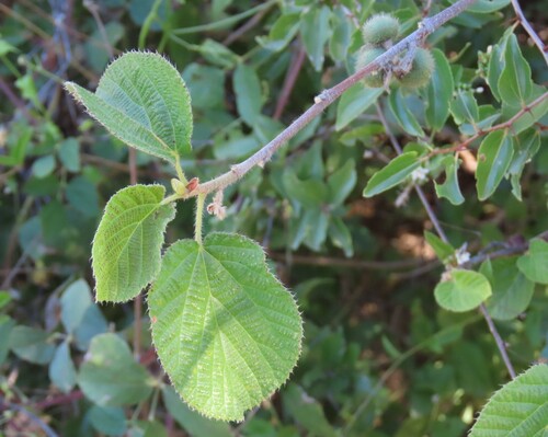 Grewia villosa, photograph 1