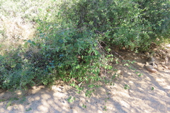 Grewia villosa, photograph author not stated, no rights reserved