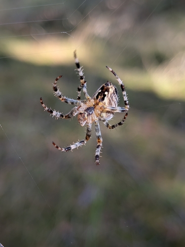 Cross Orbweaver