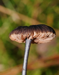 Entoloma transmutans