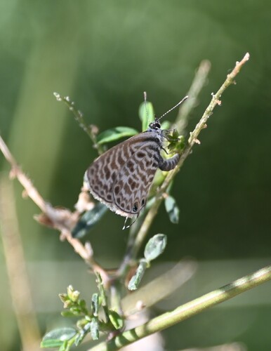 Lang's Short-tailed Blue