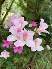 Rhododendron × pulchrum