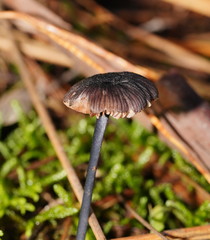 Entoloma transmutans