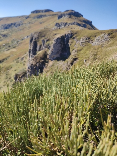 Cytisus oromediterraneus, photograph 5