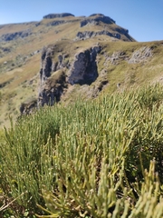 Cytisus oromediterraneus, photograph (c) Gianmaria Bonari, some rights reserved (CC BY)