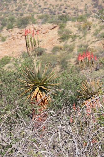 Aloe littoralis