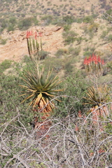 Aloe littoralis, photograph author not stated, no rights reserved