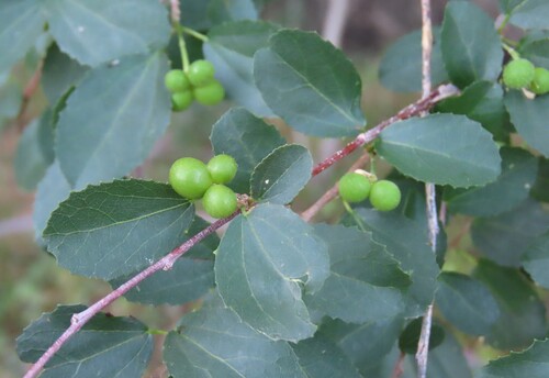 Grewia tenax, photograph 3