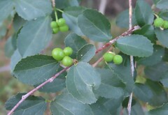 author not stated, no rights reserved Grewia tenax, photograph author not stated, no rights reserved