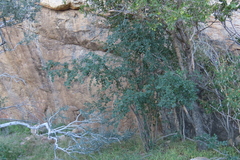 author not stated, no rights reserved Grewia tenax, photograph author not stated, no rights reserved