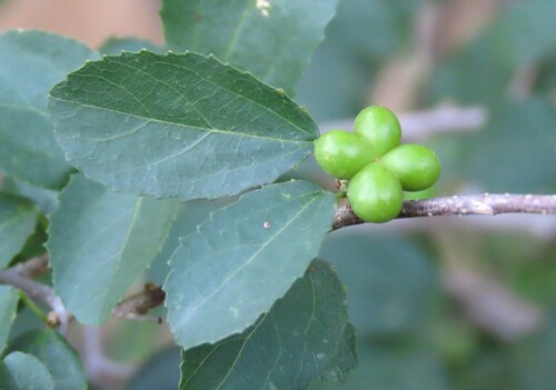 Grewia tenax