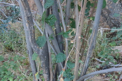 author not stated, no rights reserved Grewia tenax, photograph author not stated, no rights reserved
