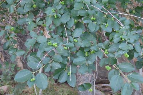 Grewia tenax, photograph 4