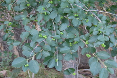 author not stated, no rights reserved Grewia tenax, photograph author not stated, no rights reserved