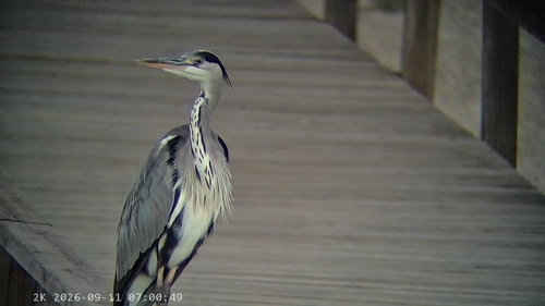 Grey Heron