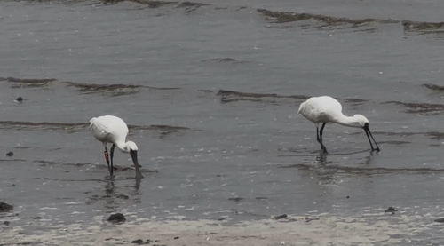 Black-faced Spoonbill