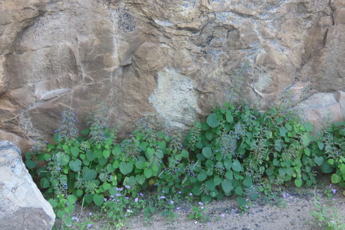 Coleus hereroensis, photograph 6