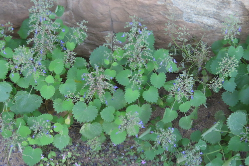 Coleus hereroensis, photograph 4