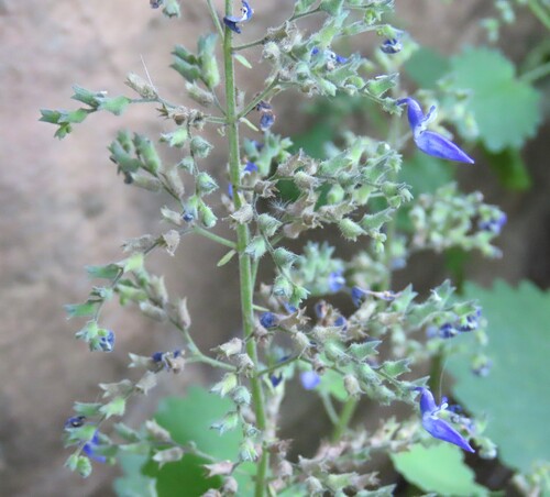 Coleus hereroensis, photograph 3