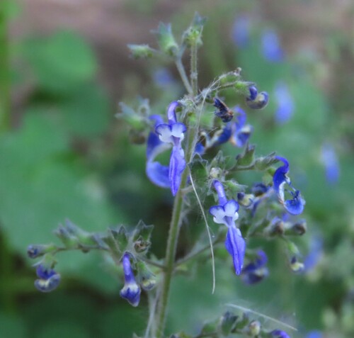 Coleus hereroensis