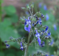 Coleus hereroensis