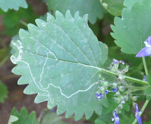 Coleus hereroensis, photograph 5