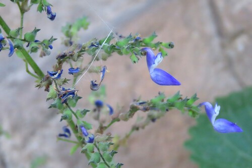 Coleus hereroensis, photograph 1