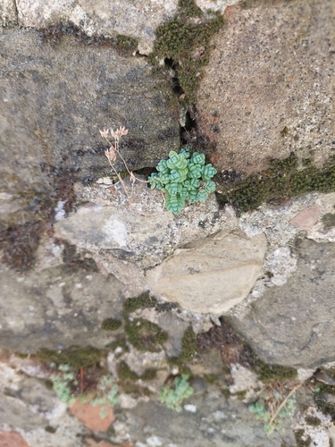thick-leaved stonecrop