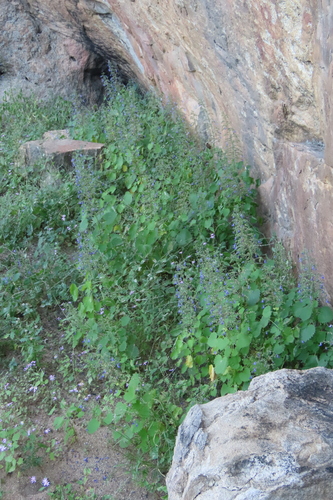 Coleus hereroensis, photograph 2