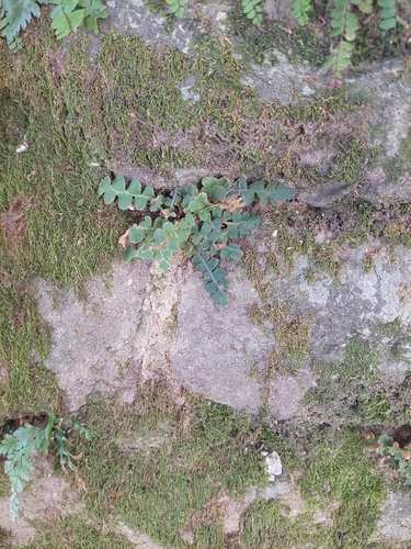 Rustyback