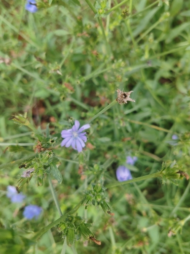 chicory