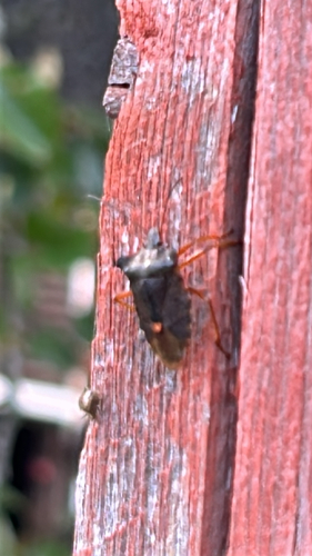 Forest Bug