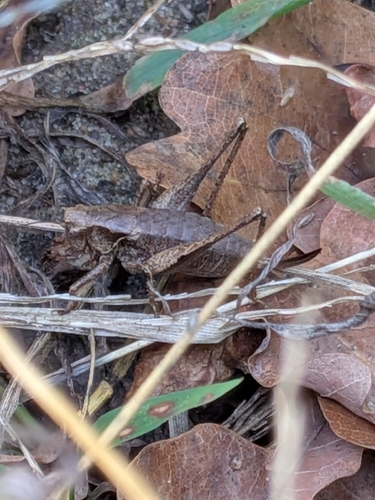 Dark Bush-cricket