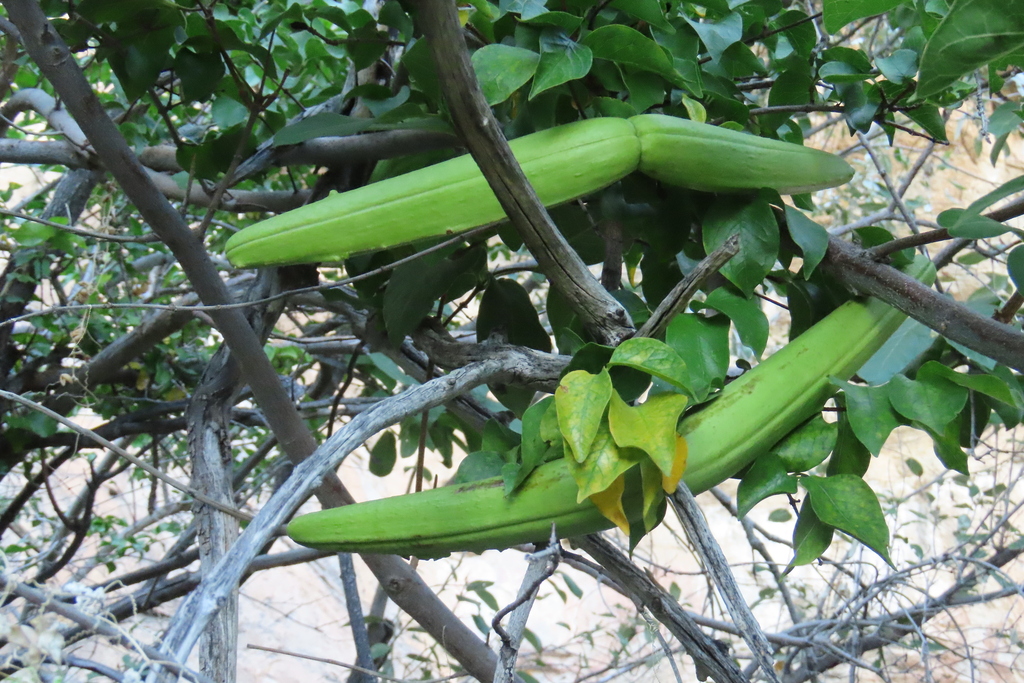 Strophanthus amboensis; photograph author not stated, no rights reserved
