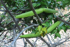 Strophanthus amboensis