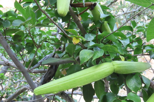 Strophanthus amboensis, photograph 1