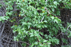 author not stated, no rights reserved Strophanthus amboensis, photograph author not stated, no rights reserved