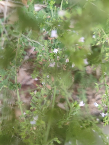 Lesser Calamint