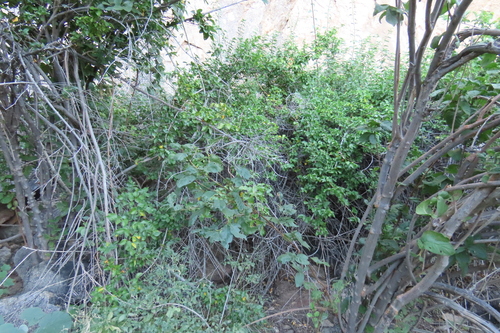 Strophanthus amboensis, photograph 3